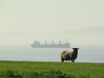 SX18051 Sheep and ship on mouth of Severn river.jpg